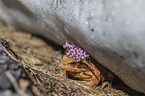 grass frog in the snow