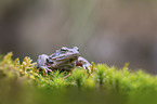 sitting Grass Frog