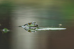 Grass Frog portrait