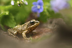 sitting Grass Frog