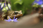 sitting Grass Frog