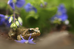 sitting Grass Frog