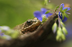 Grass Frog