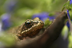 Grass Frog
