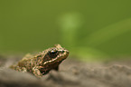 sitting Grass Frog