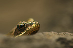 Grass Frog portrait