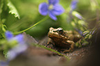 sitting Grass Frog