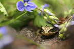 Grass Frog