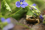 Grass Frog
