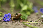 sitting Grass Frog