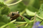 Grass Frog