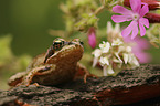 sitting Grass Frog
