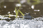 grass frog