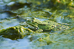 common grass frog