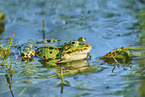 common grass frog
