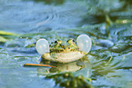 common grass frog