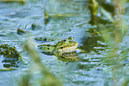 common grass frog