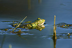 common grass frog