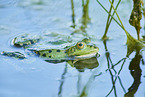 common grass frog