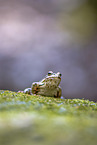 European common brown frog
