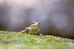 European common brown frog