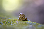 European common brown frog