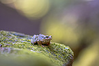 European common brown frog