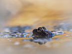 grass frog