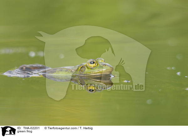 Teichfrosch / green frog / THA-02201