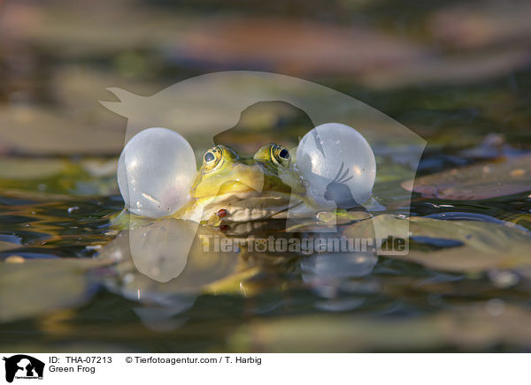 Teichfrosch / Green Frog / THA-07213