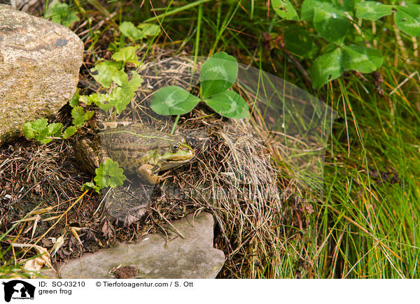 green frog / SO-03210