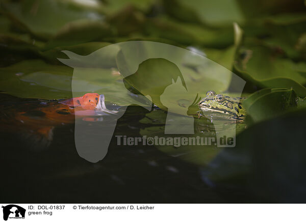 Teichfrosch / green frog / DOL-01837