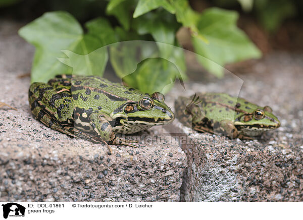 Teichfrsche / green frogs / DOL-01861