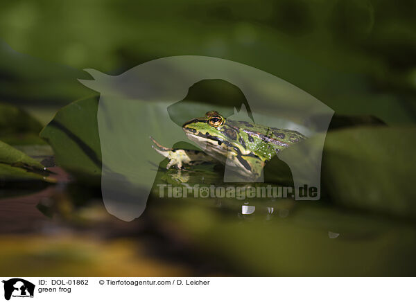 Teichfrosch / green frog / DOL-01862