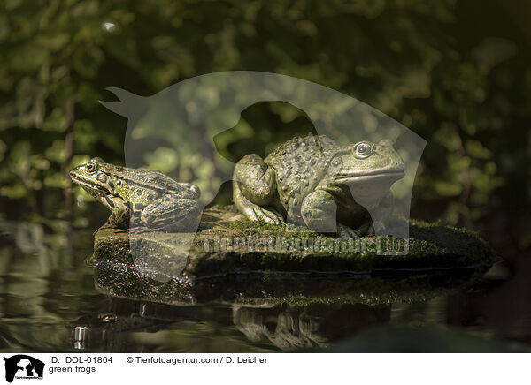 Teichfrsche / green frogs / DOL-01864