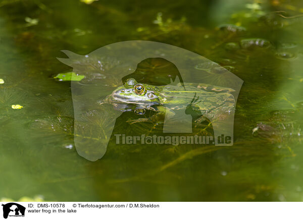 Teichfrosch im See / water frog in the lake / DMS-10578