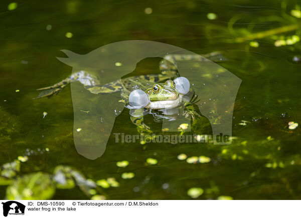 Teichfrosch im See / water frog in the lake / DMS-10590