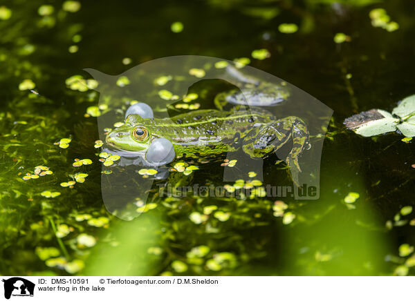 Teichfrosch im See / water frog in the lake / DMS-10591