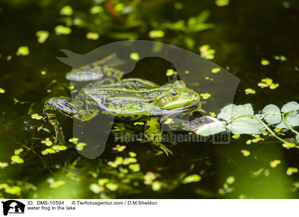 Teichfrosch im See / water frog in the lake / DMS-10594