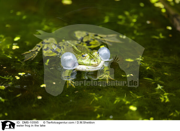 Teichfrosch im See / water frog in the lake / DMS-10595