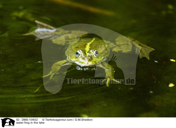 water frog in the lake / DMS-10602
