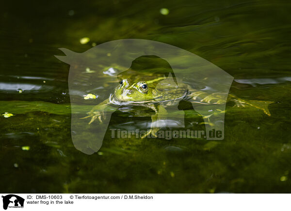 Teichfrosch im See / water frog in the lake / DMS-10603