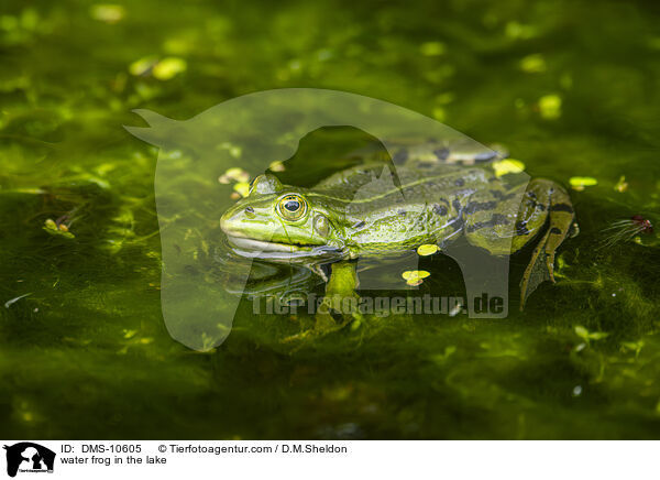Teichfrosch im See / water frog in the lake / DMS-10605