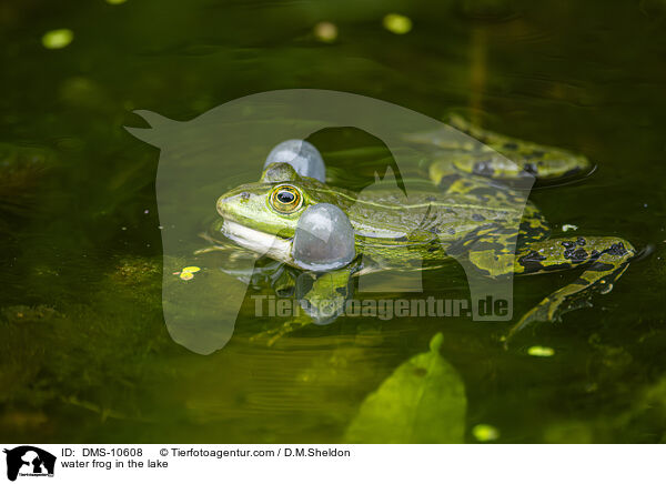 Teichfrosch im See / water frog in the lake / DMS-10608