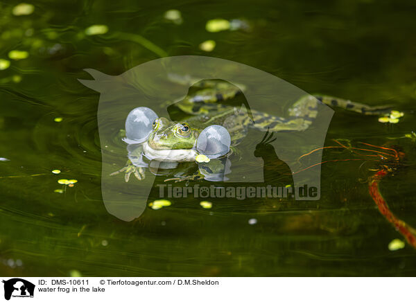 Teichfrosch im See / water frog in the lake / DMS-10611