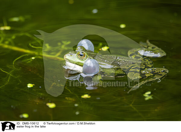 Teichfrosch im See / water frog in the lake / DMS-10612