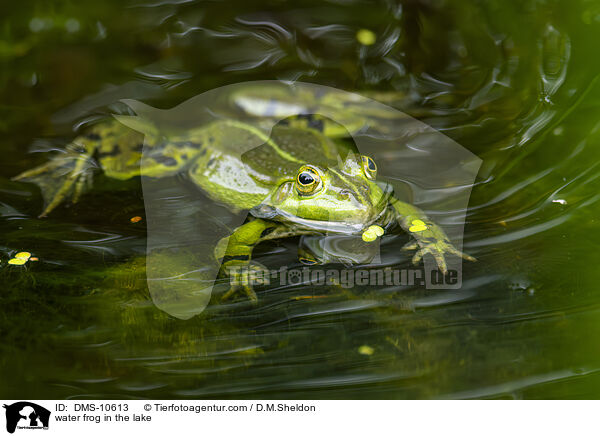 Teichfrosch im See / water frog in the lake / DMS-10613