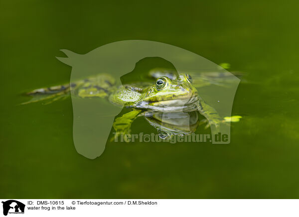 water frog in the lake / DMS-10615