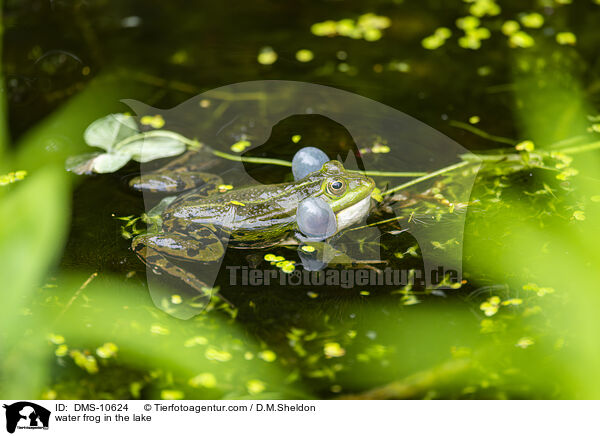 Teichfrosch im See / water frog in the lake / DMS-10624