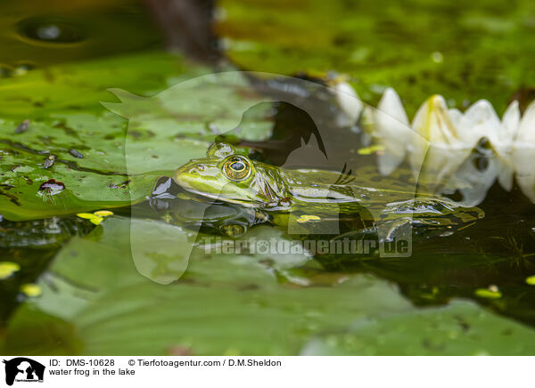 Teichfrosch im See / water frog in the lake / DMS-10628